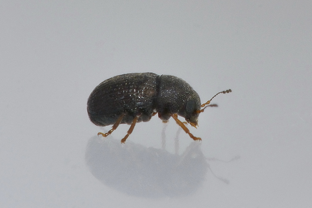 Choragus sheppardi - Anthribidae